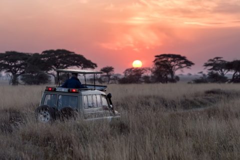 Safari Kenya & Tanzanie